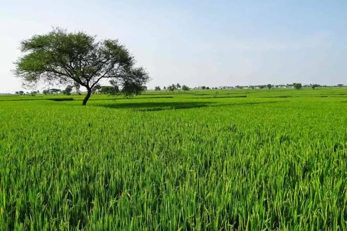 4.50 Bigha in Utrwara Tappal - Agriculture Land